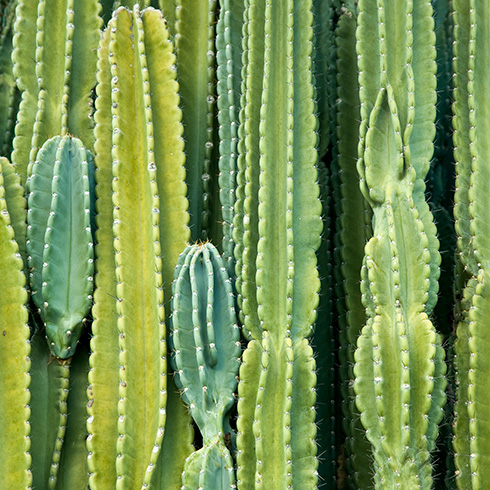 a variety of cacti
