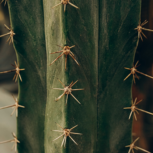 macro image of a cactus
