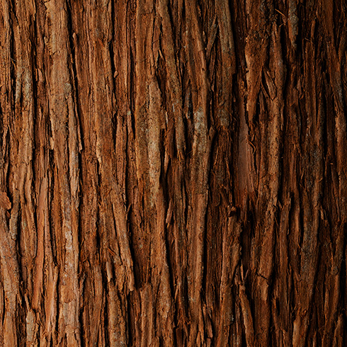 dark tree bark