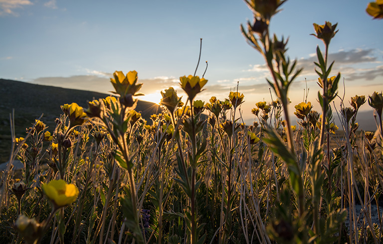 yellow wildflowers