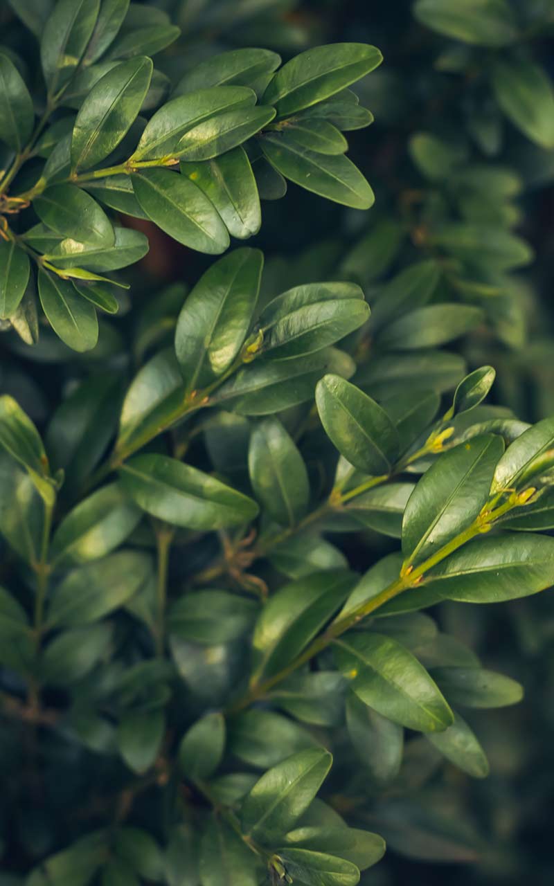 macro photo of evergreen bushes