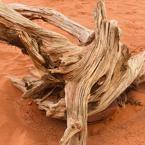 dead, twisted wood in the sand