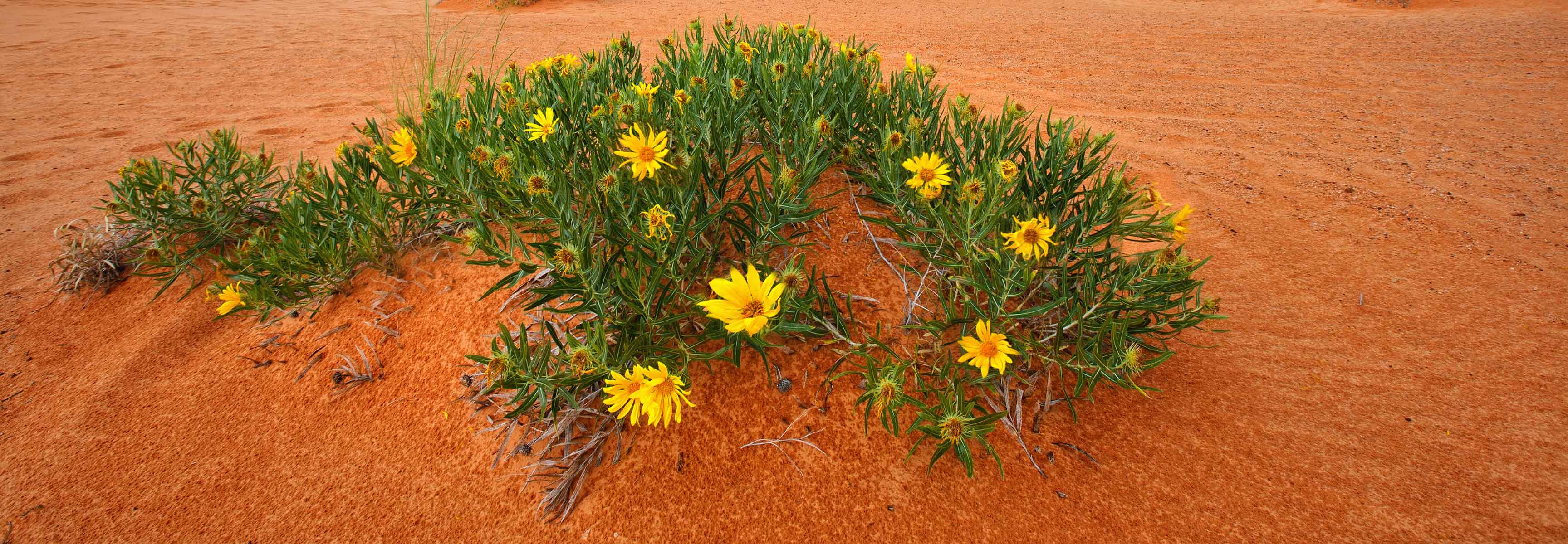 Plants growing in red sand