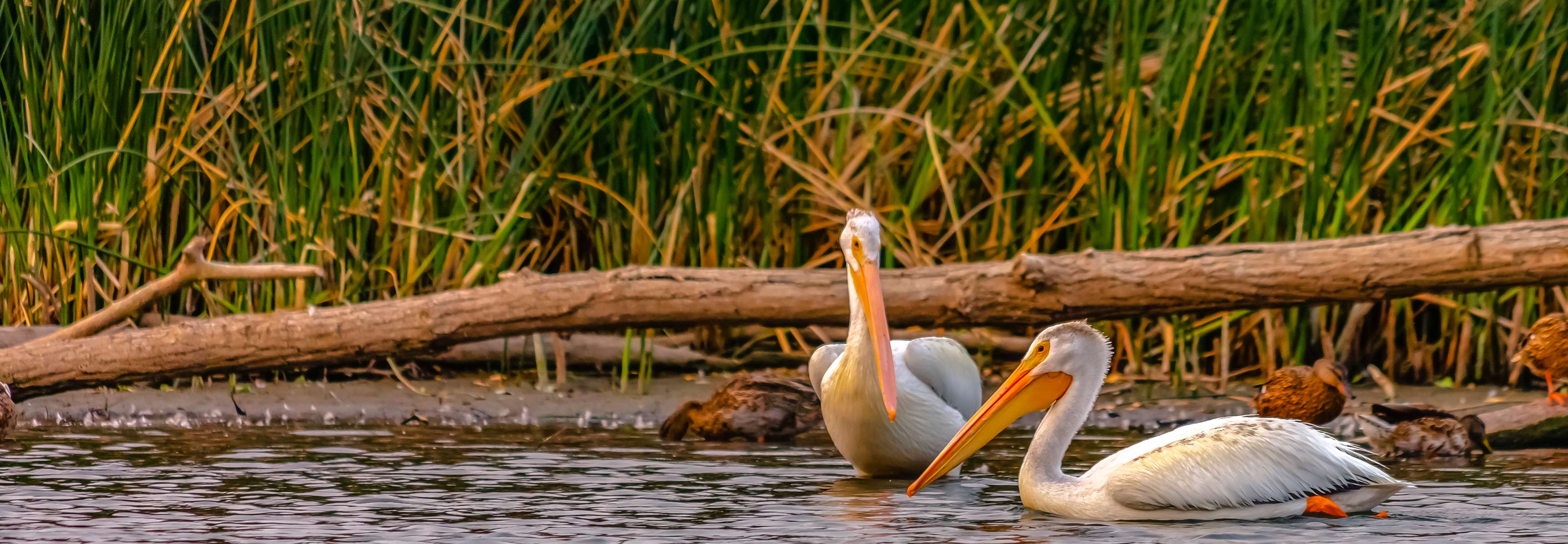 ducks in a lake