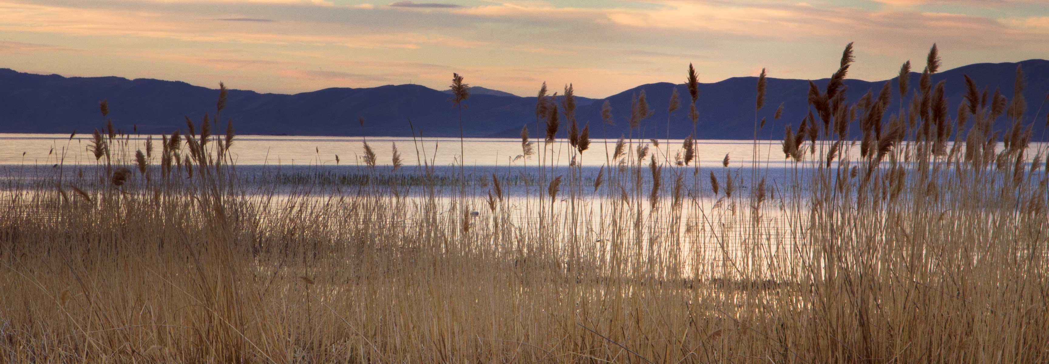 Utah lake with reeds