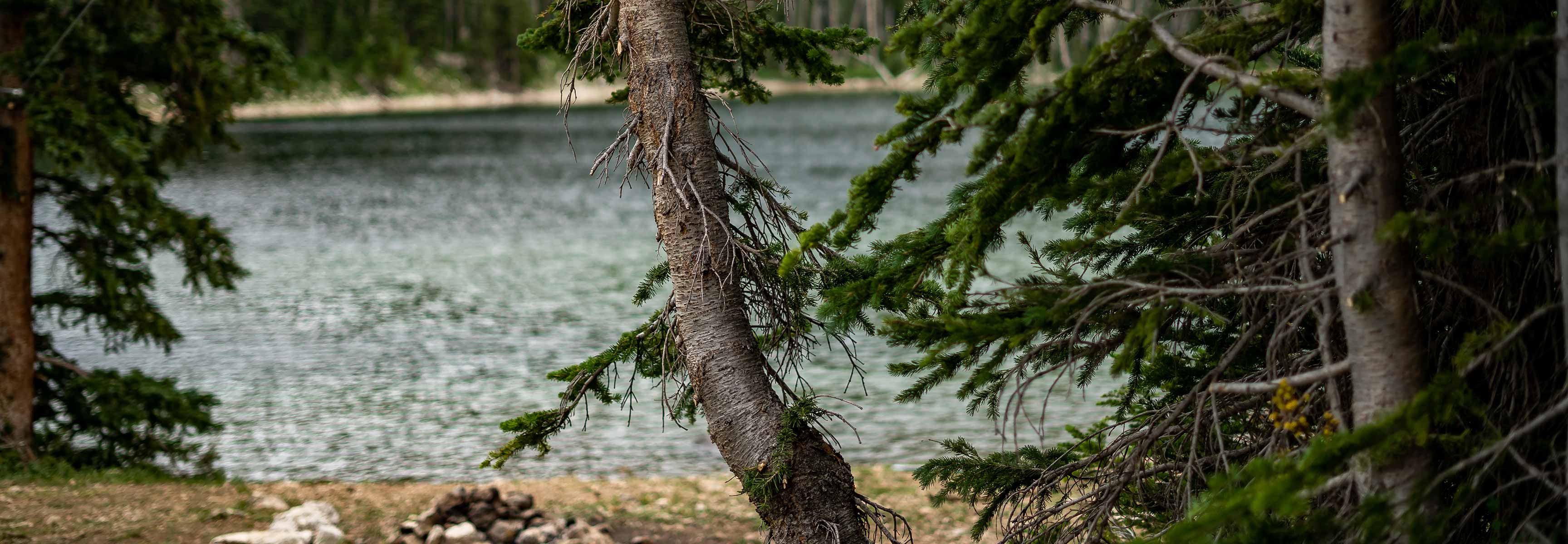 Pine trees near an alpine lake
