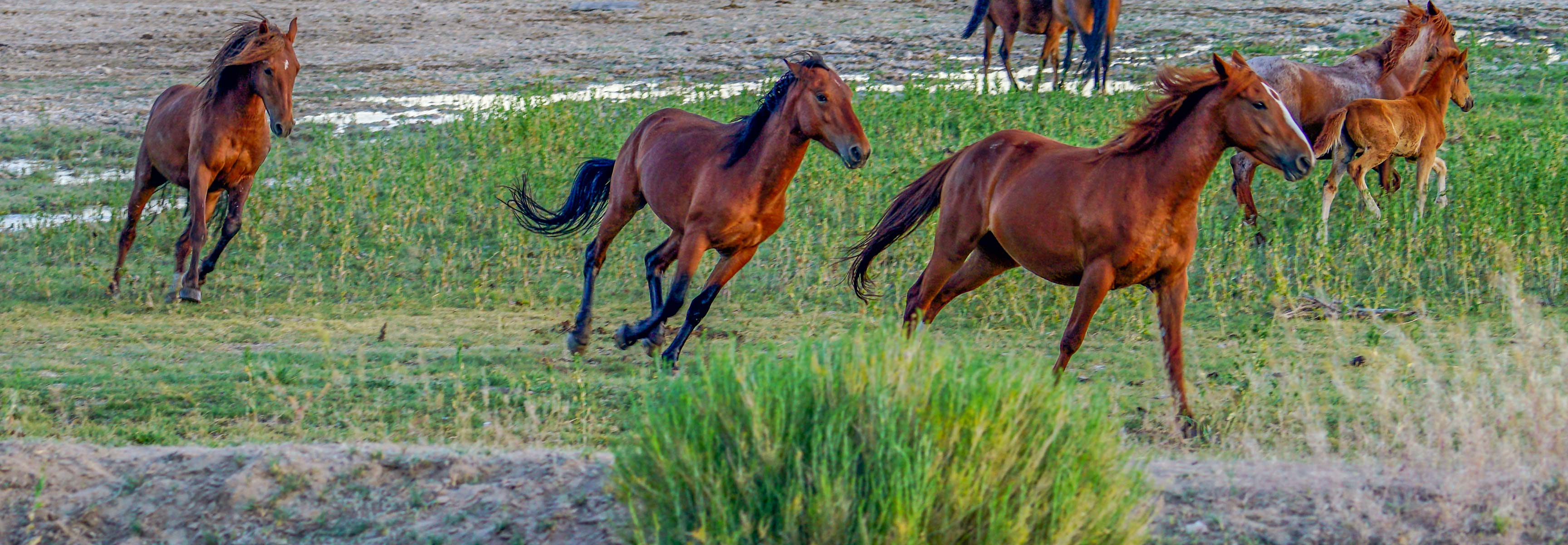 Wild horses running
