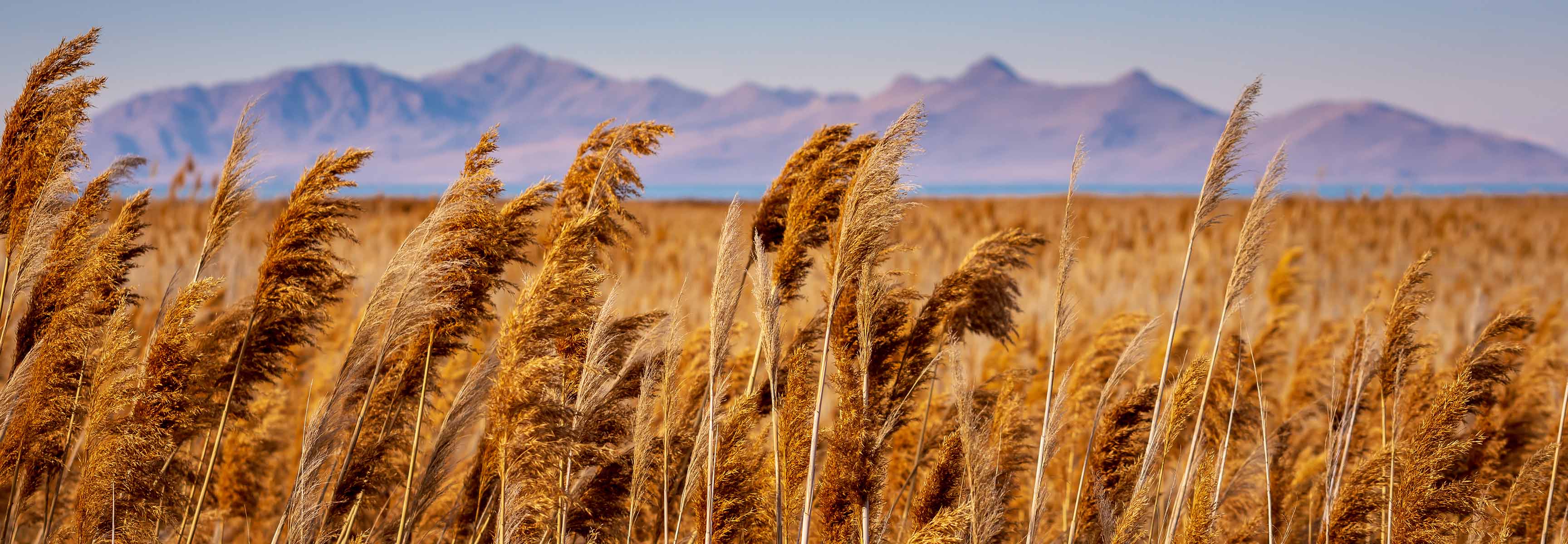 Reeds blowing in the wind