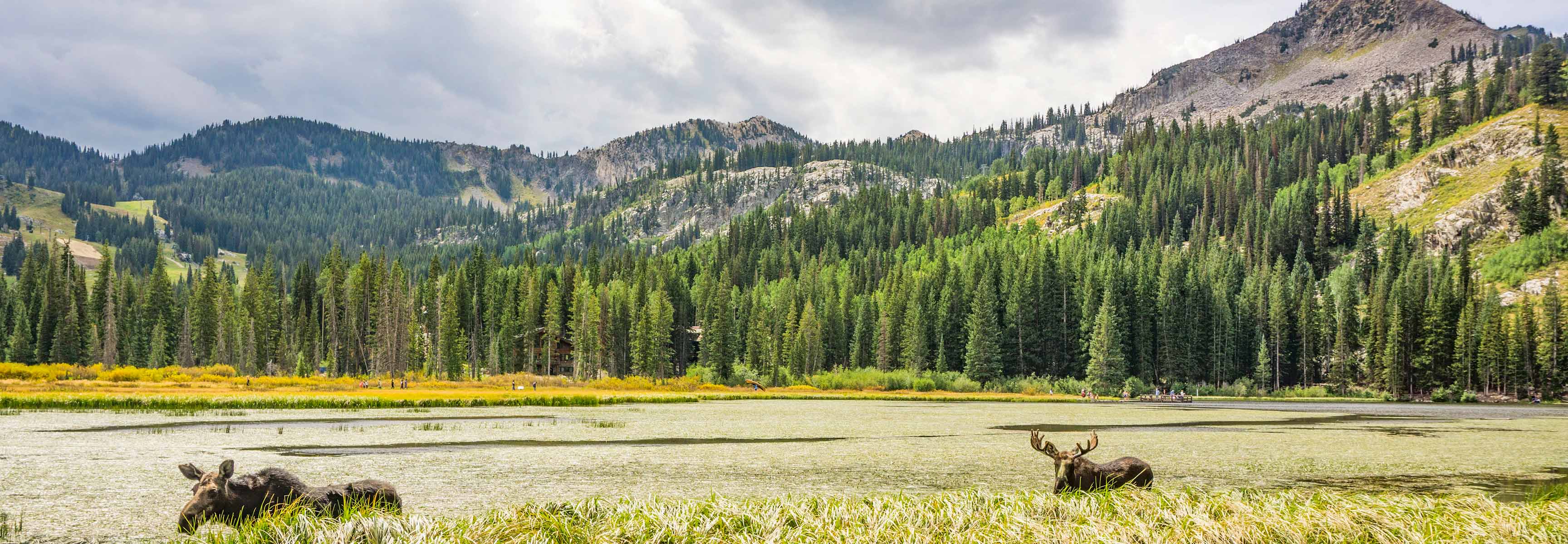 Moose at Silver Lake