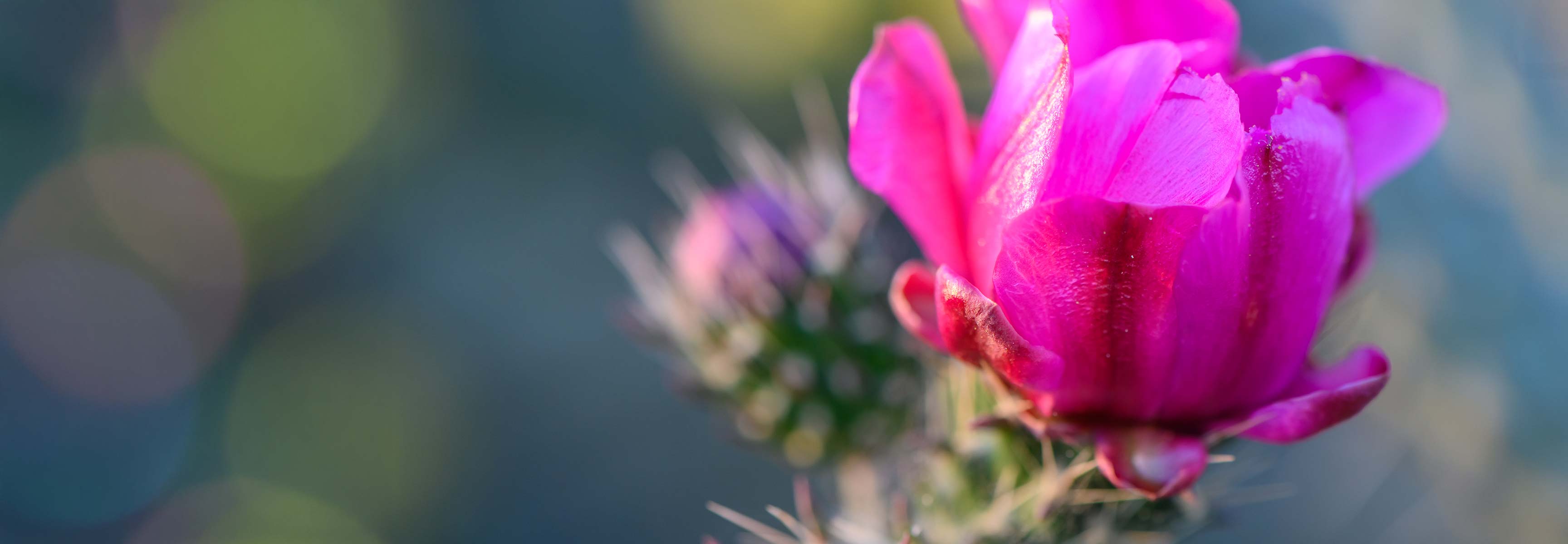 Pink cactus bloom
