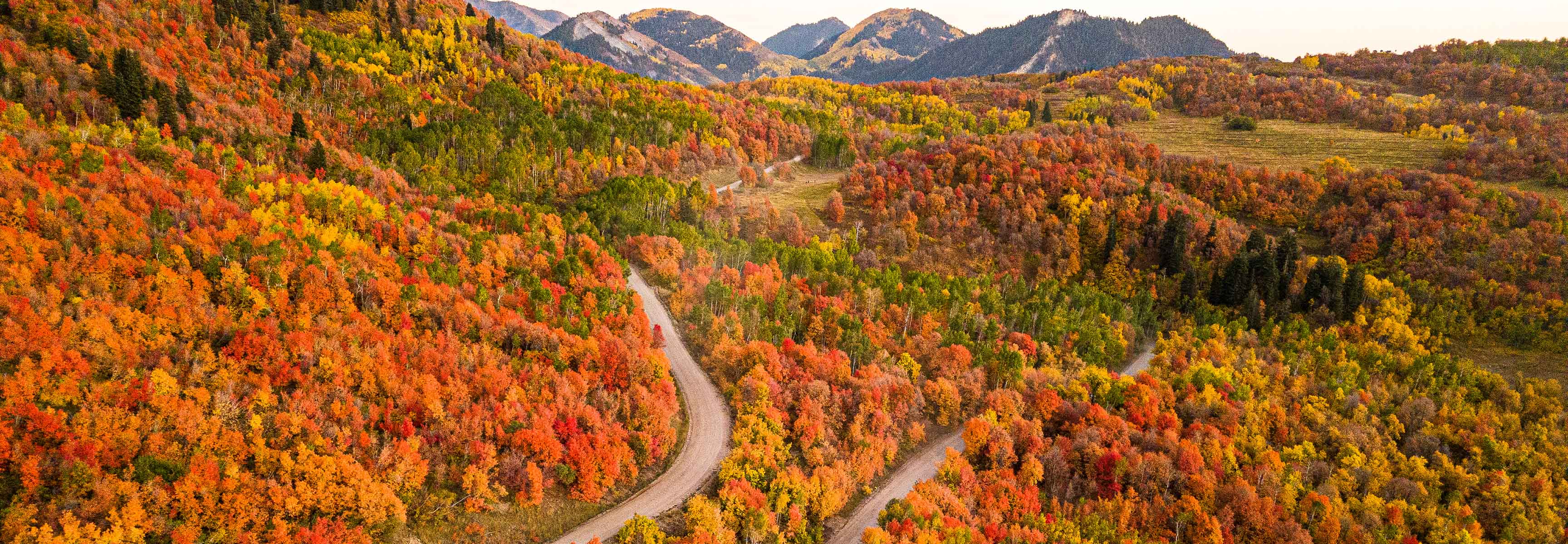 Autumn trees changing color