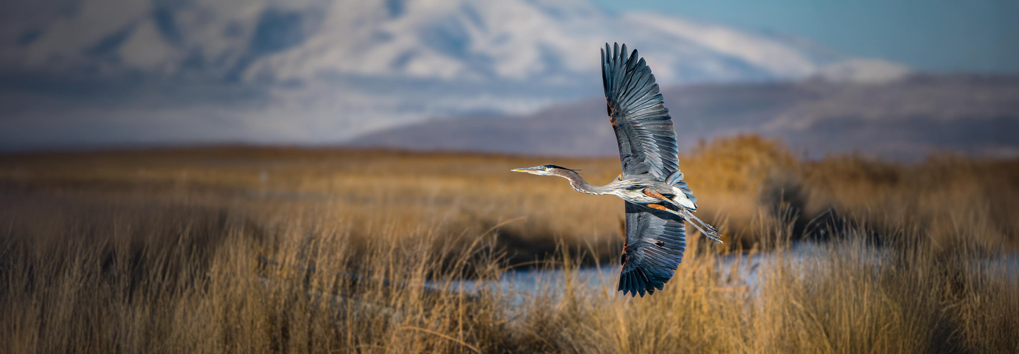 Great Blue Heron flying by a lake