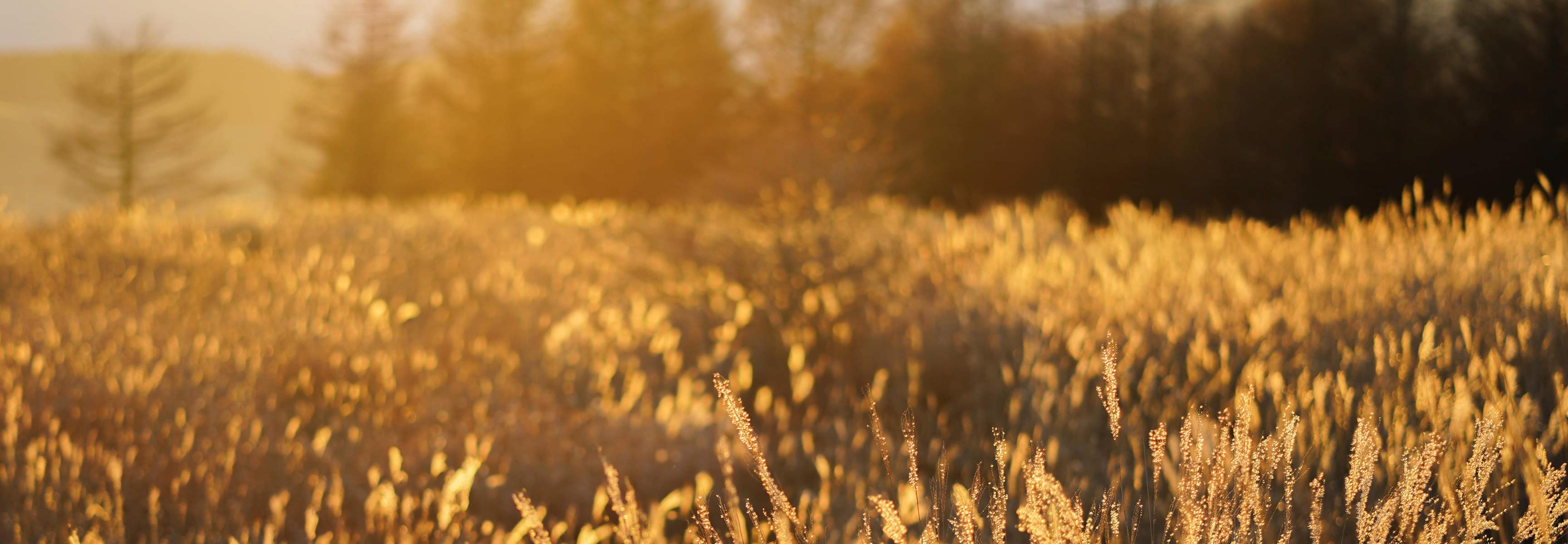 Golden hour wheat field