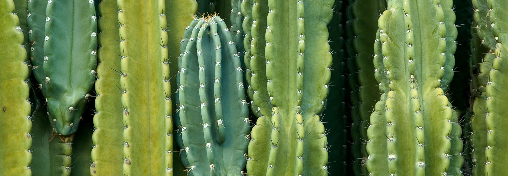 Cactus background