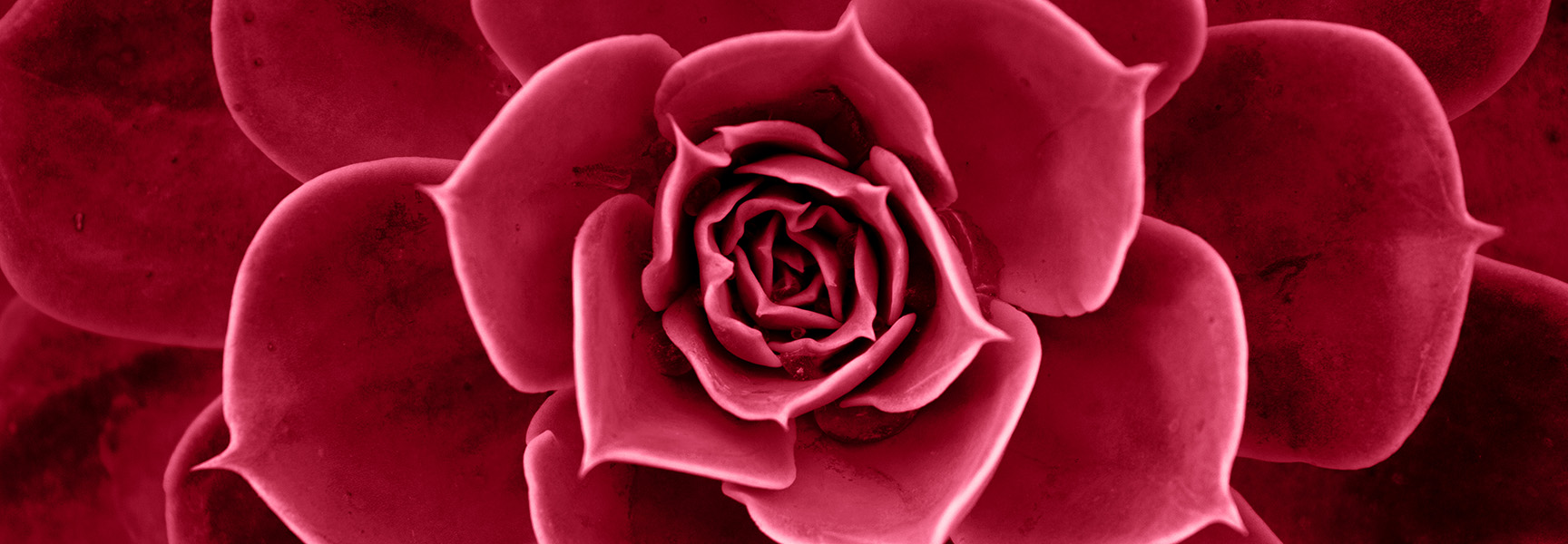 Red succulent background