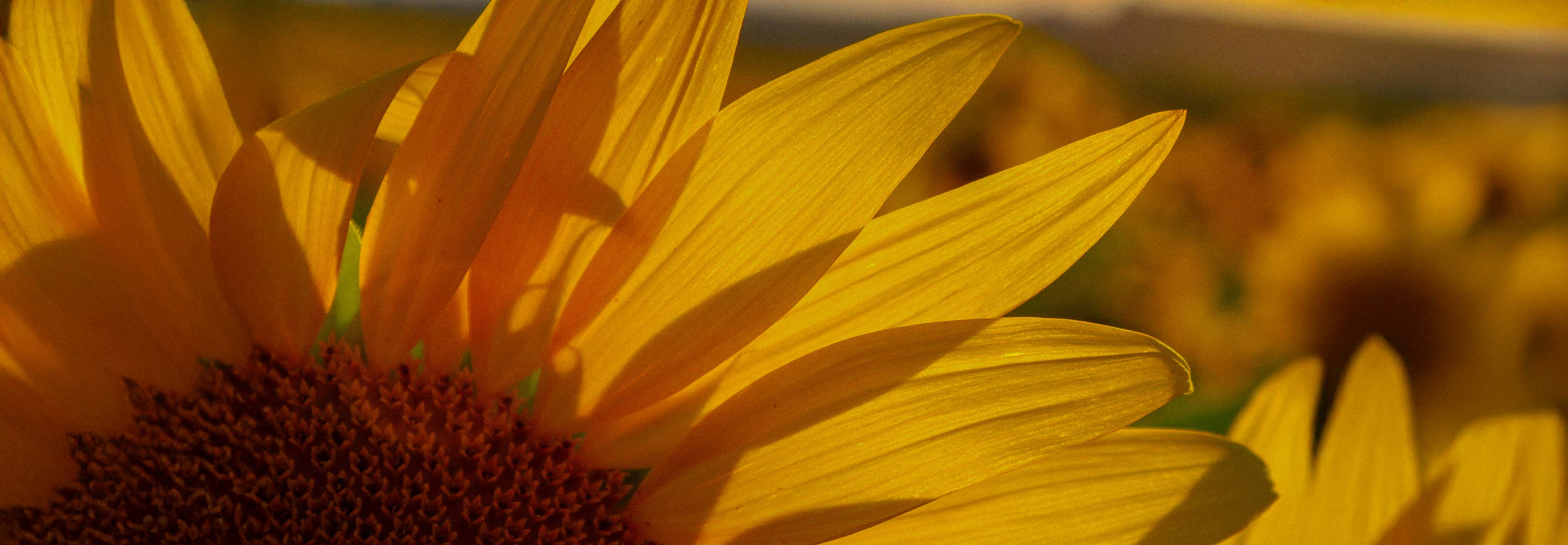 Sunflower background texture