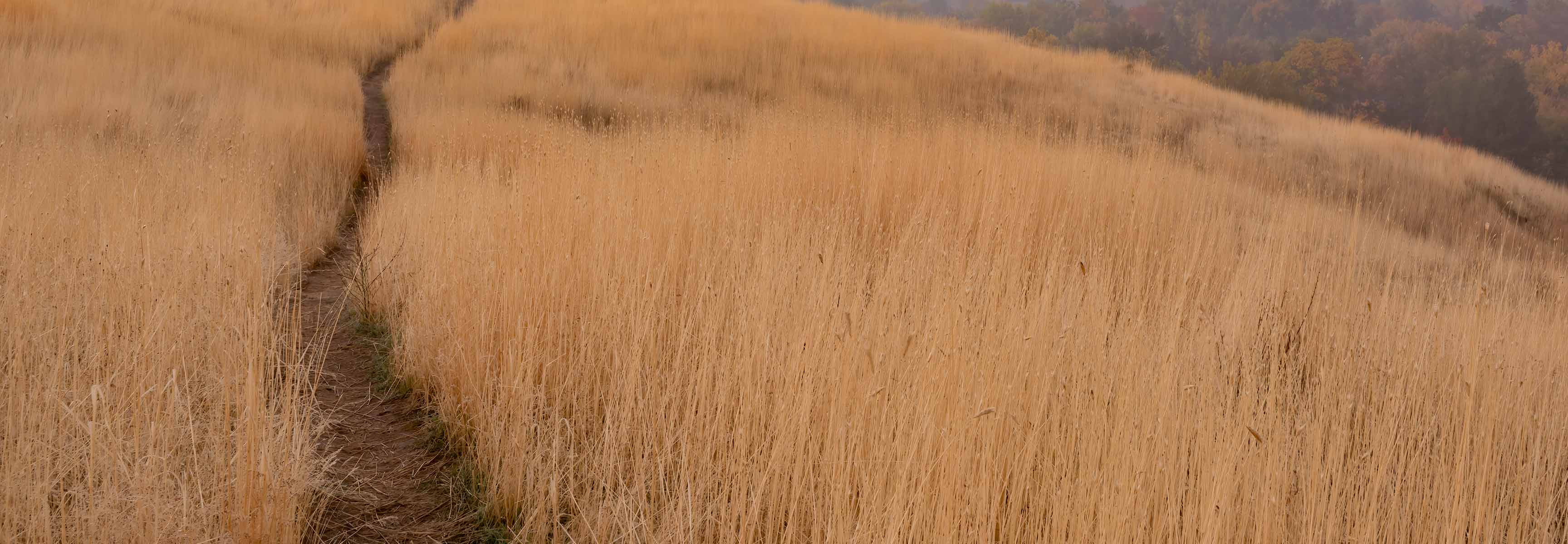 meadow with trail