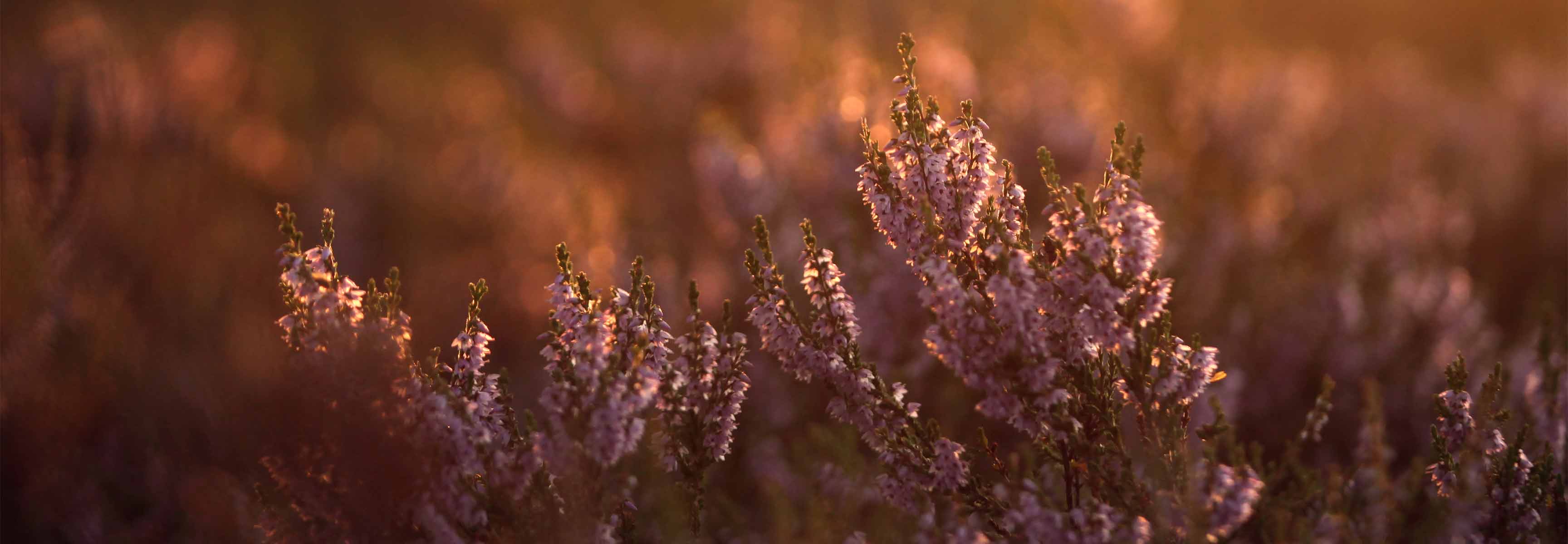 lavendar field