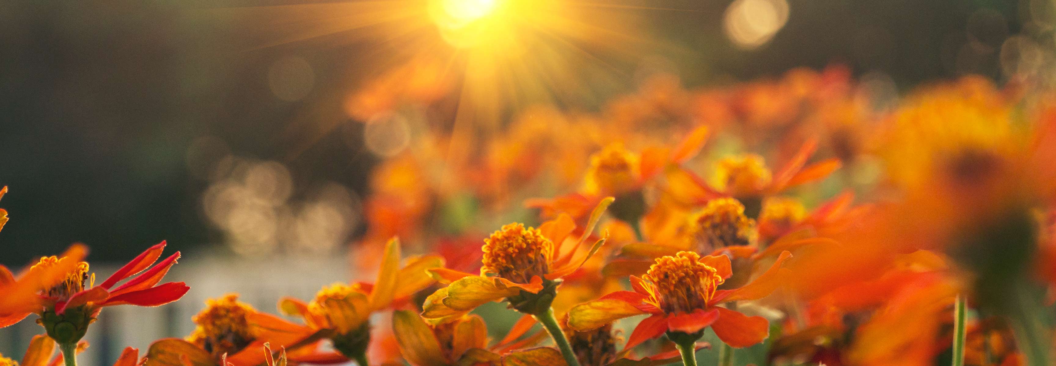 Orange flowers at sunset