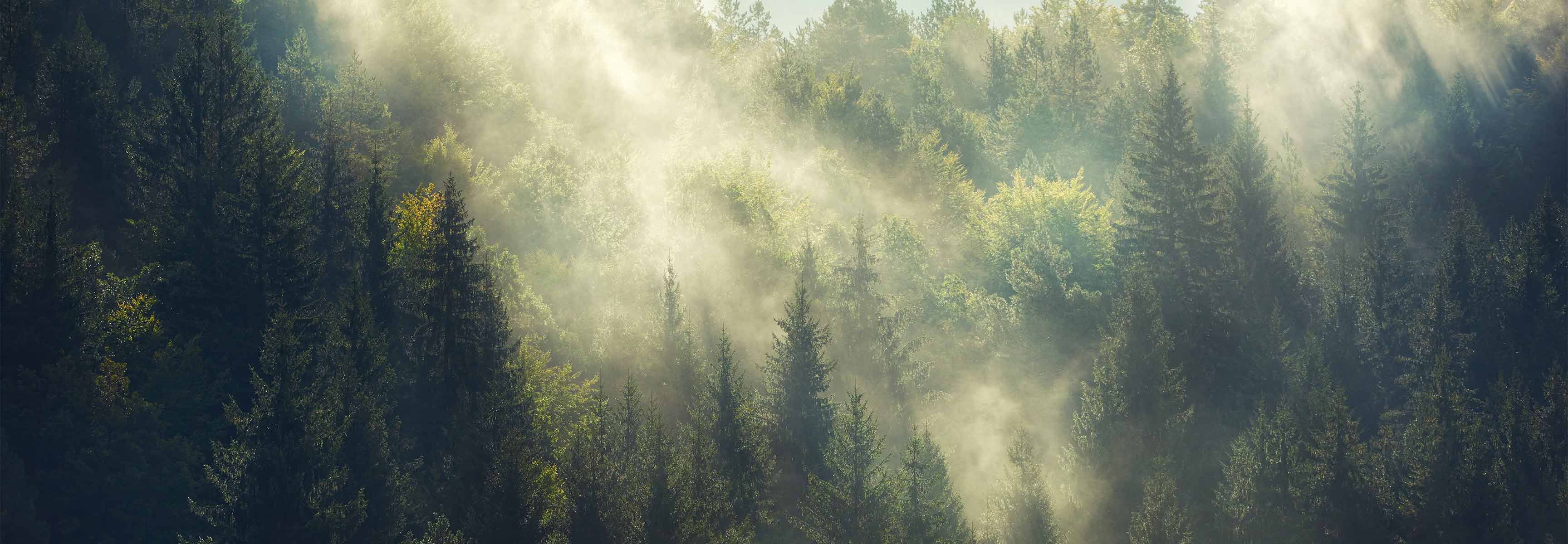 foggy pine forest