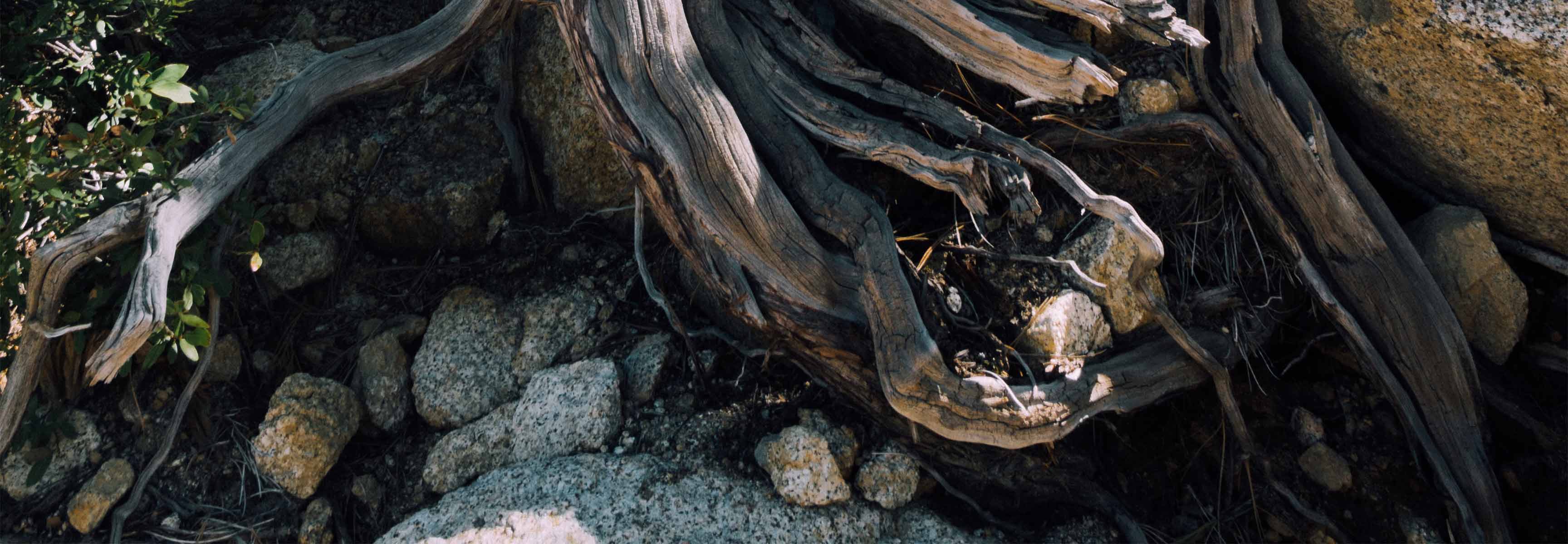 time-worn tree roots