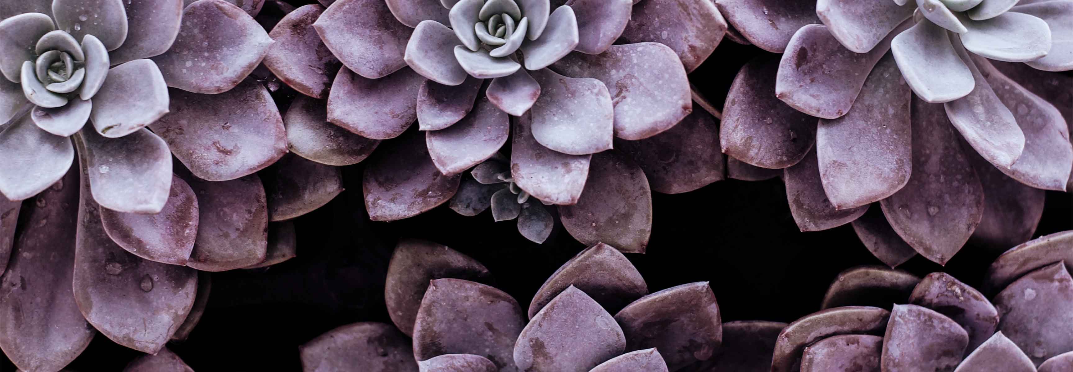 purple succulents