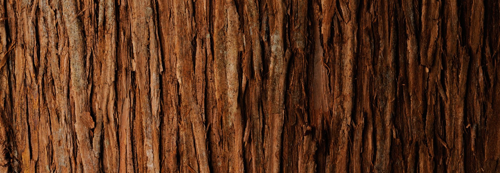 macro image of tree bark
