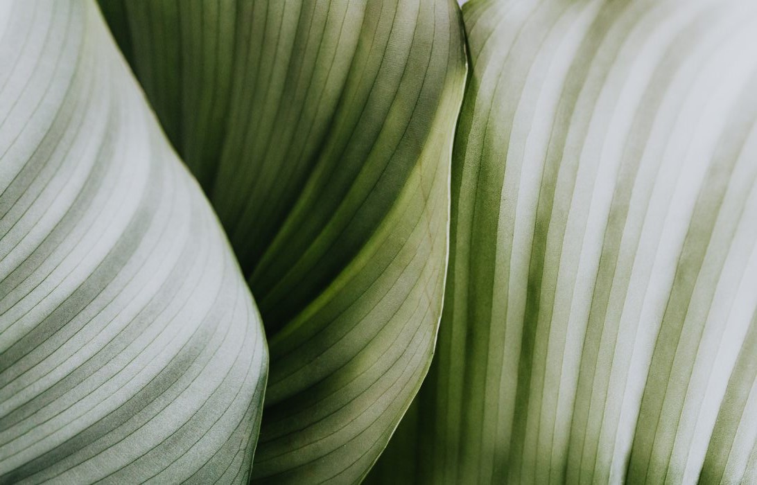 macro image of leaves