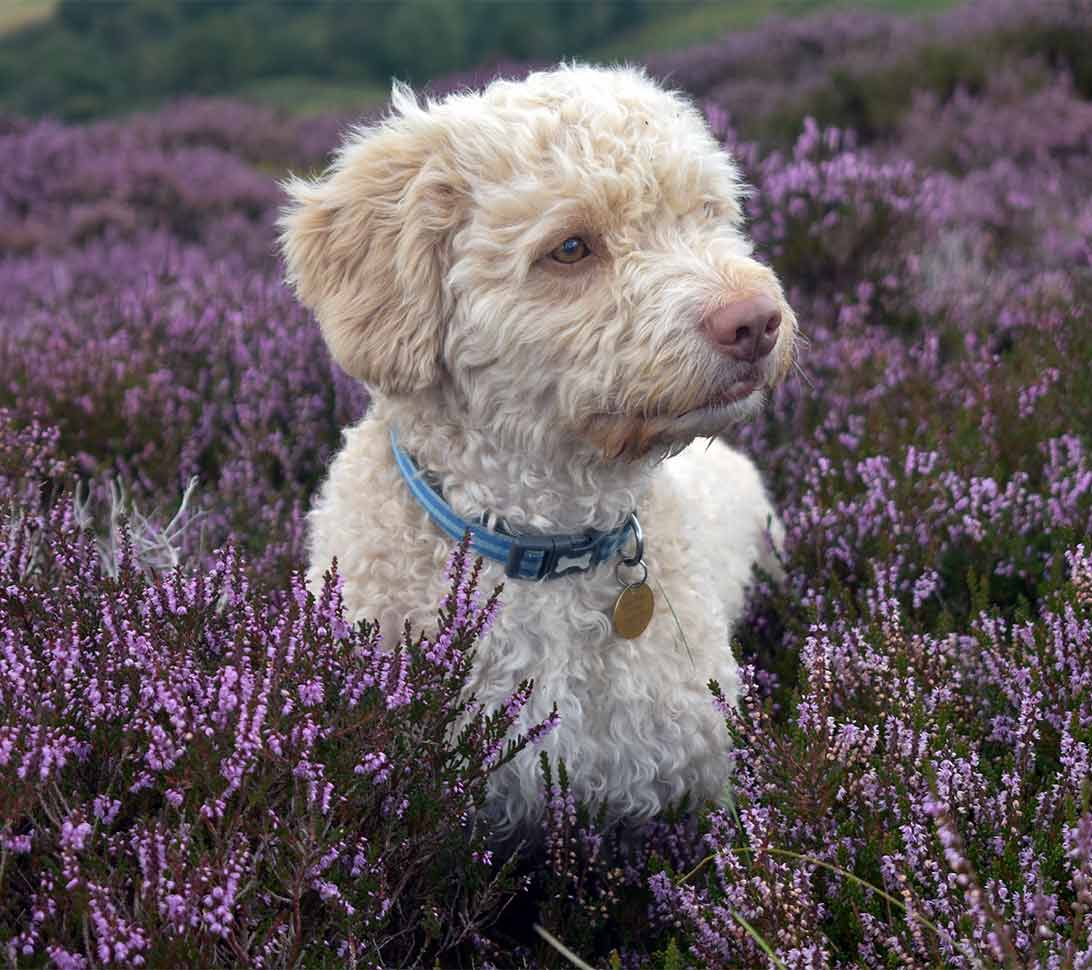 dog in lavender field