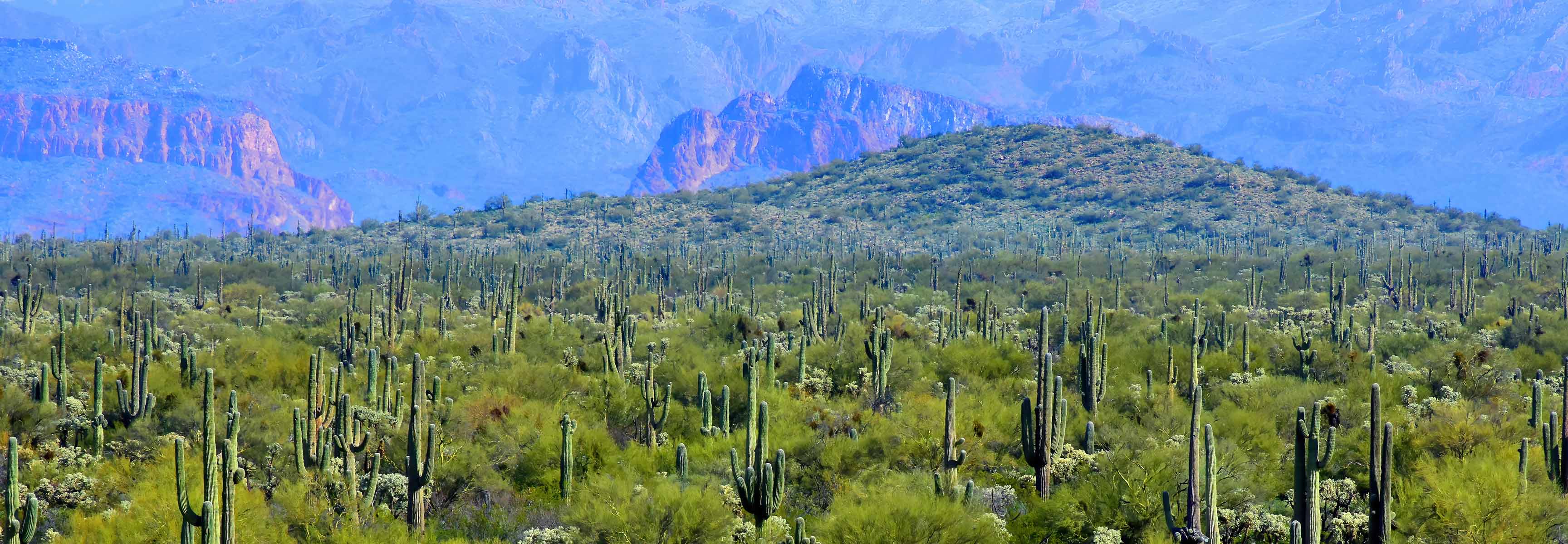 Landscape of saguaro cactus