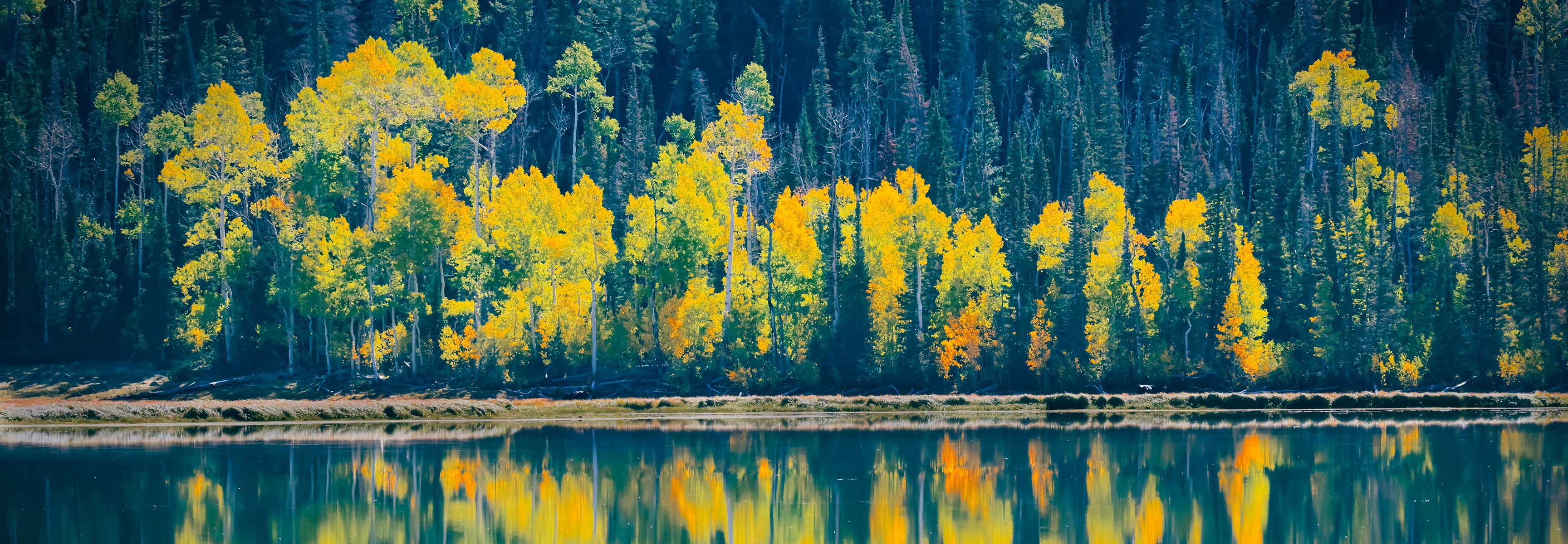 Fish Lake reflections of trees
