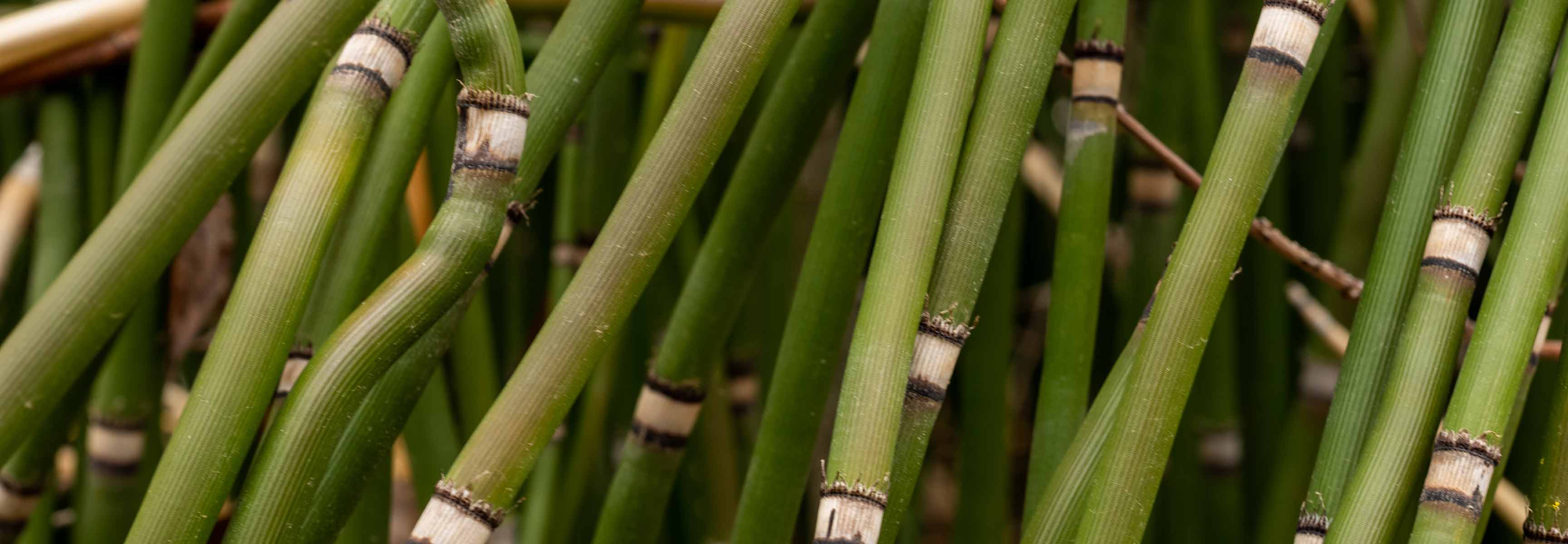 Snake Grass reeds in swamp