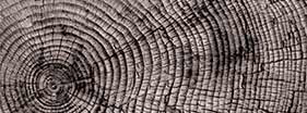 tree rings texture