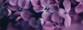 Macro photo of purple flowers