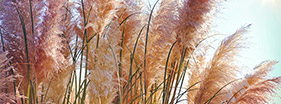 Bloomed reeds