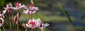 lilypad flower