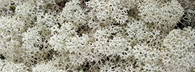 bunches of white moss