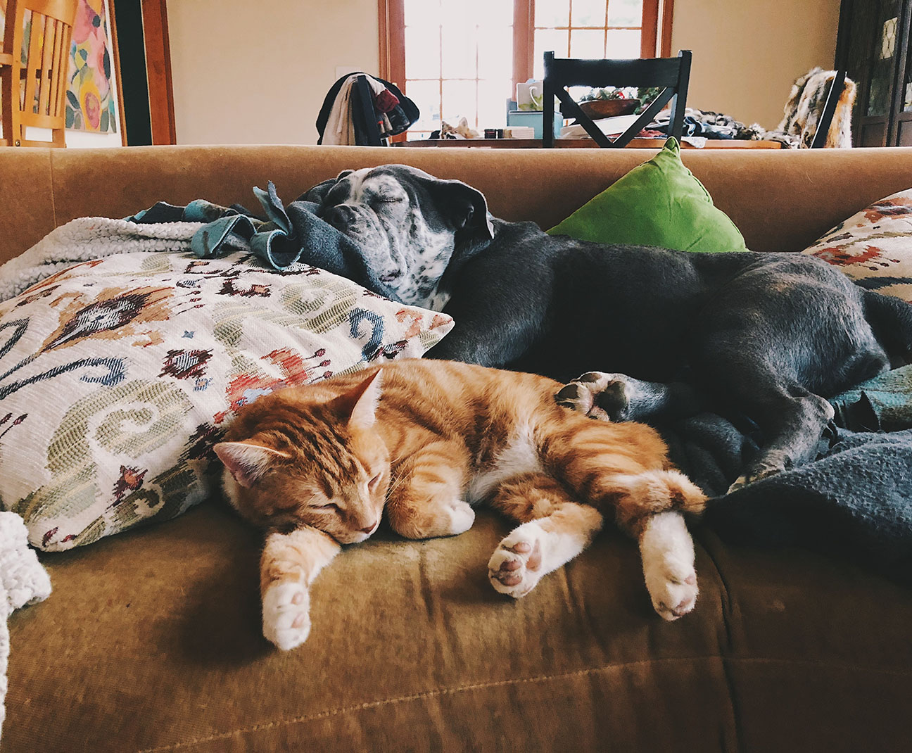 dog and cat sleeping on the couch