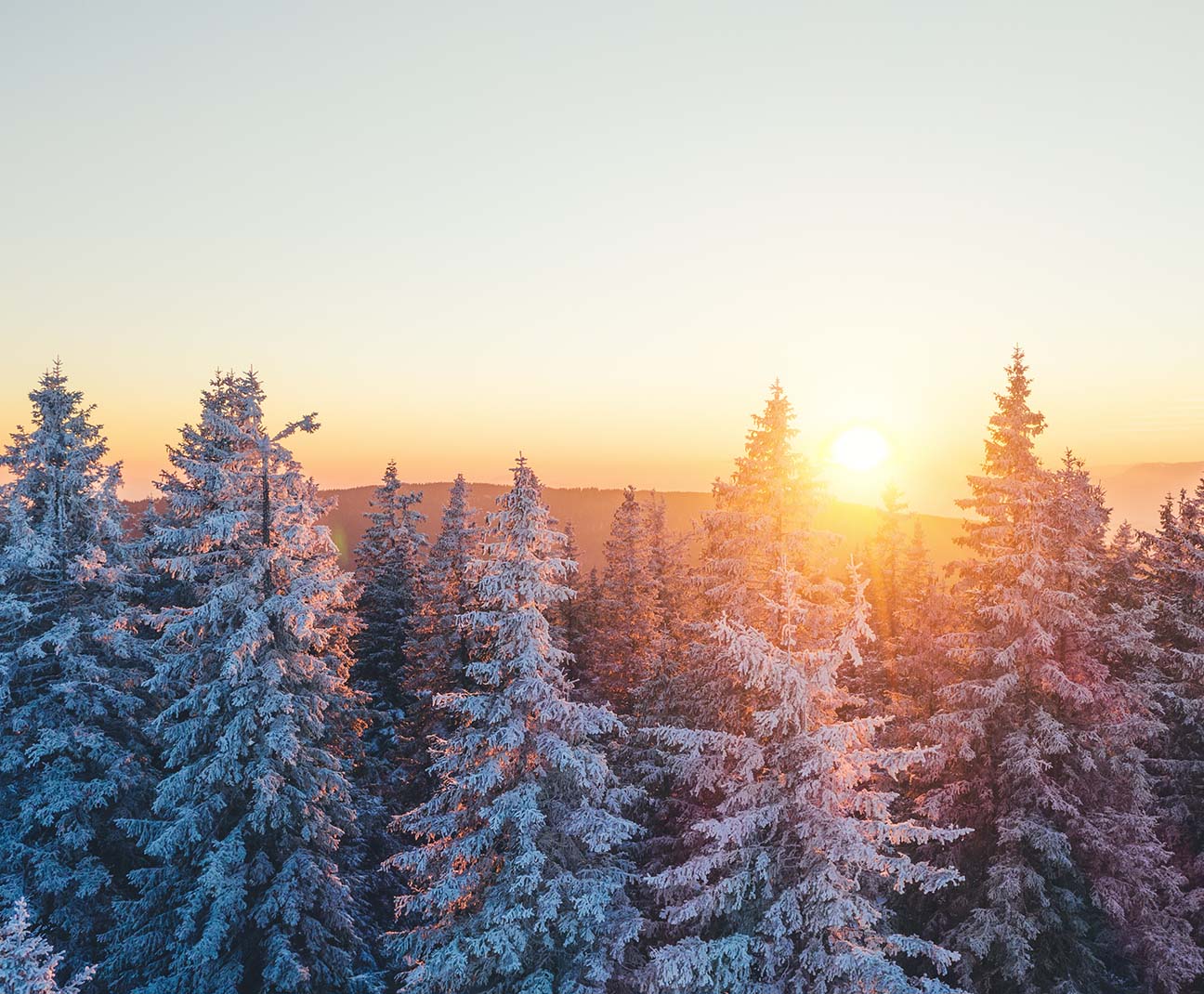 snowy pine forest at sunset