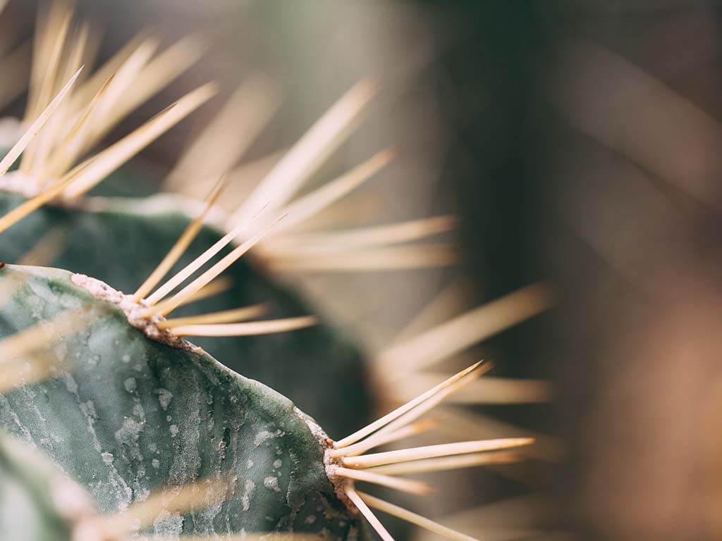 close up of a cactus