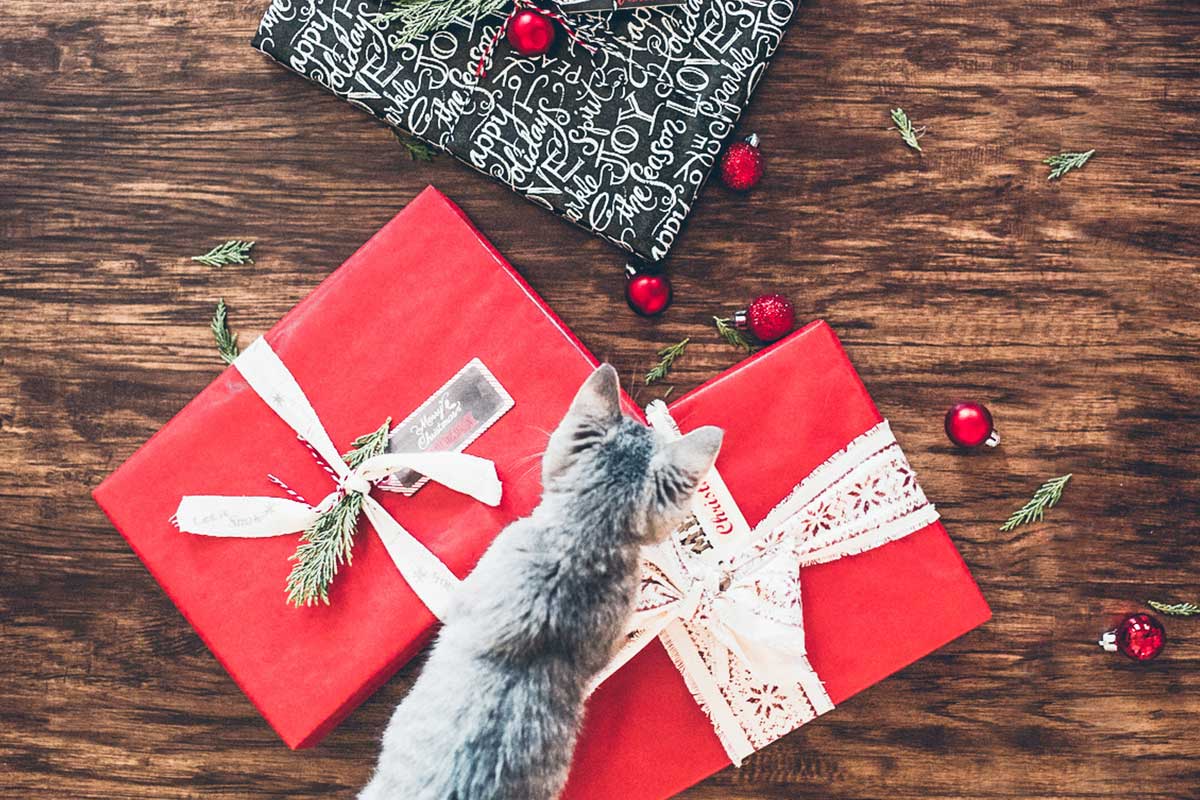 gray kitten walking over Christmas presents