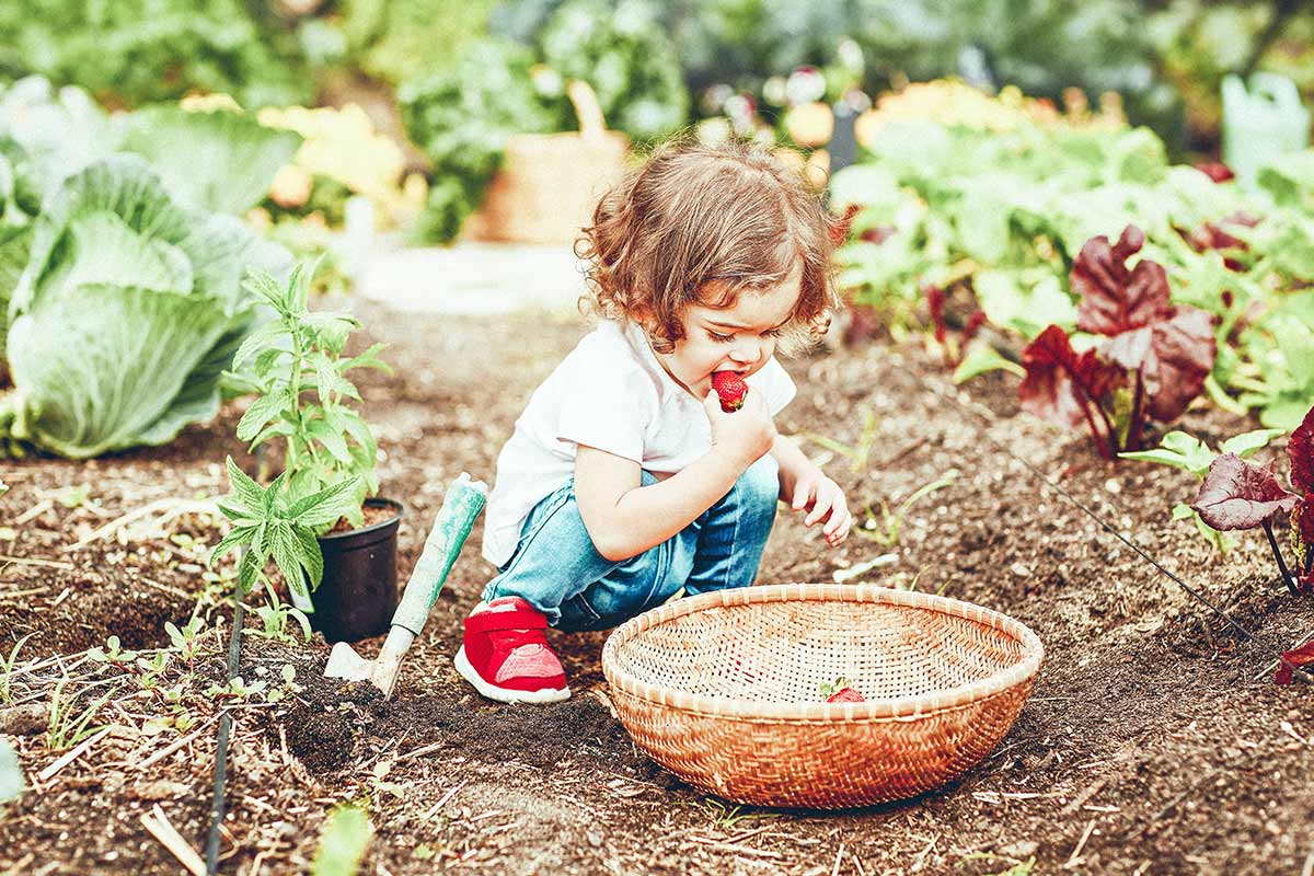 little girl eating a strawberry out of a basket in a garden