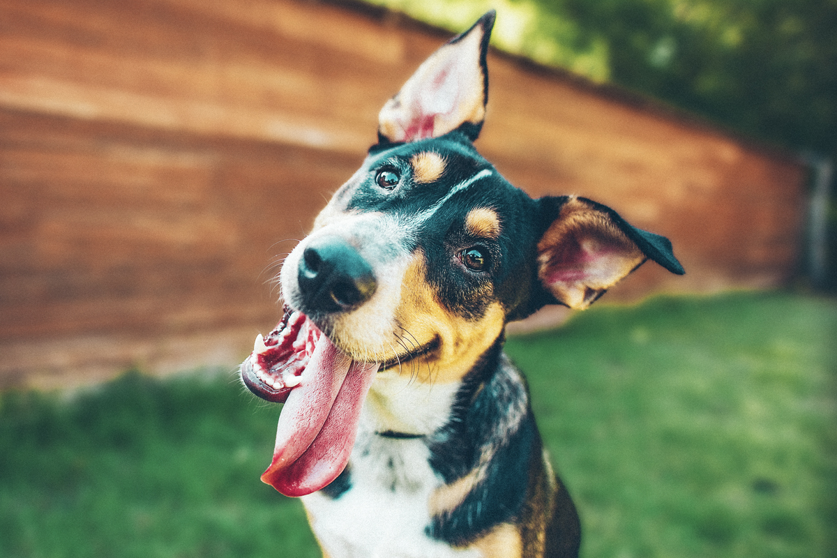 happy dog with his tongue out