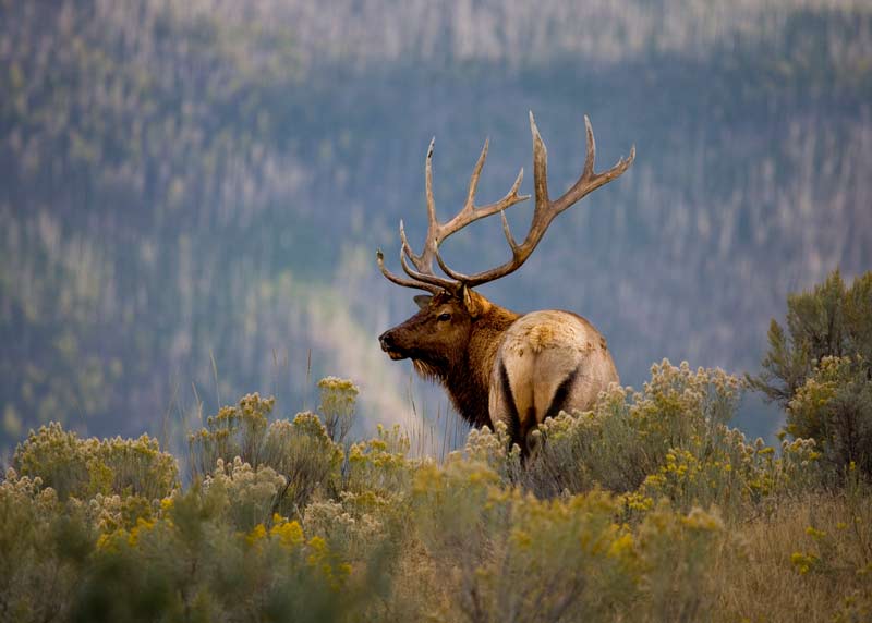 Large elk in the mountains
