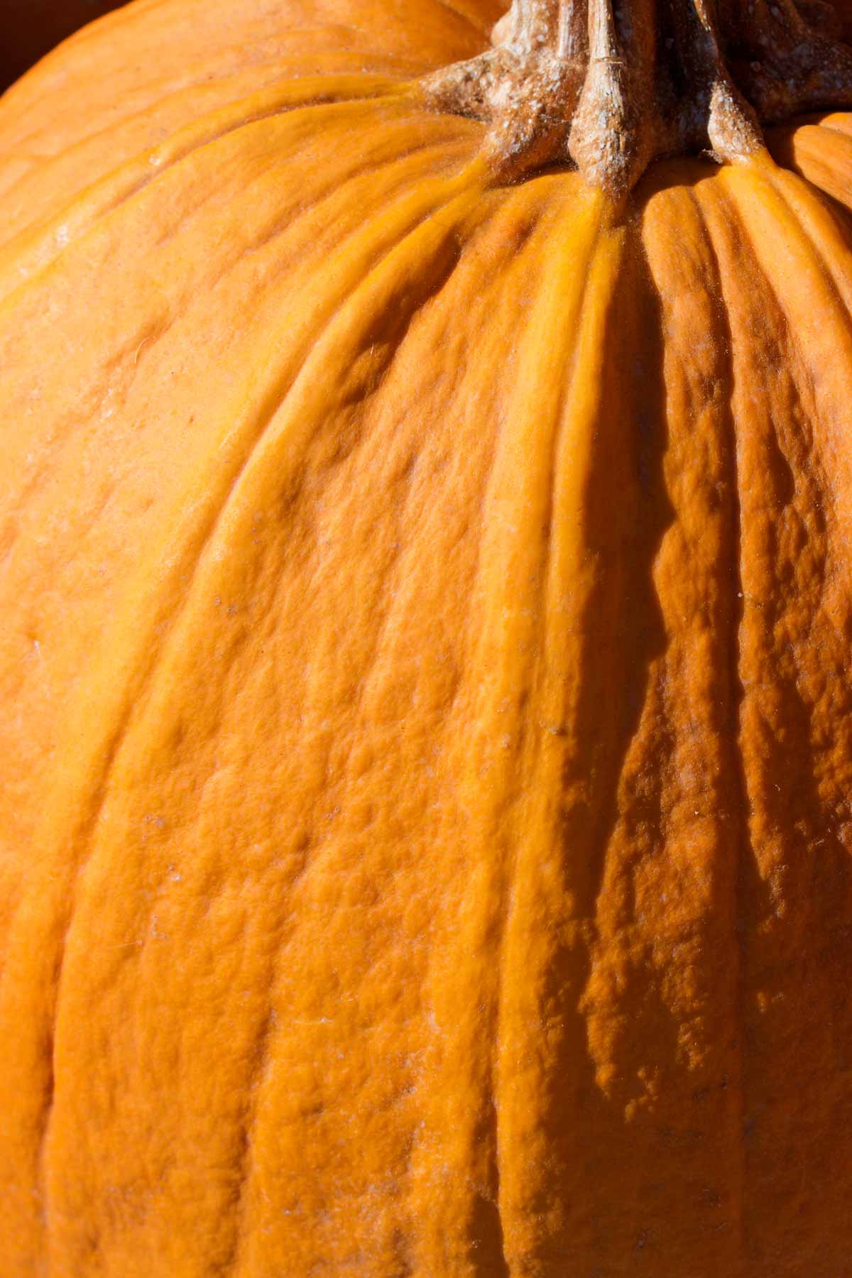 Closeup of an orange pumpkin
