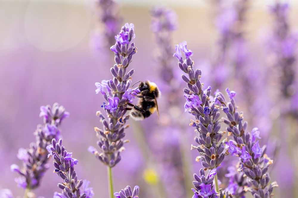 Bees pollinating purple wildflowers
