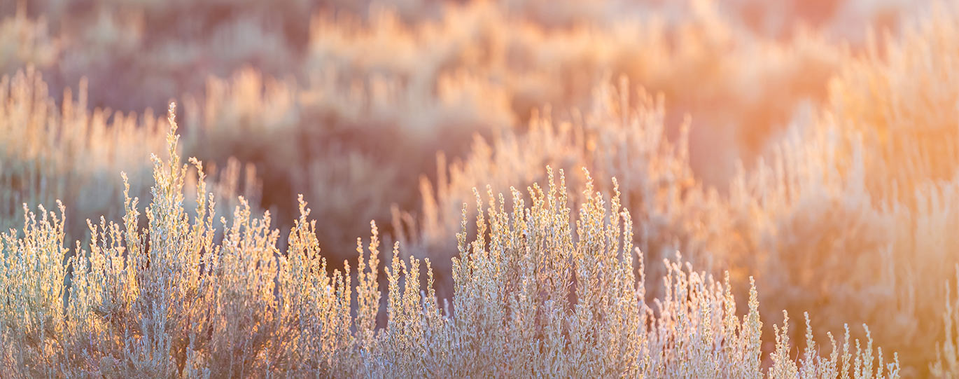 sage brush field