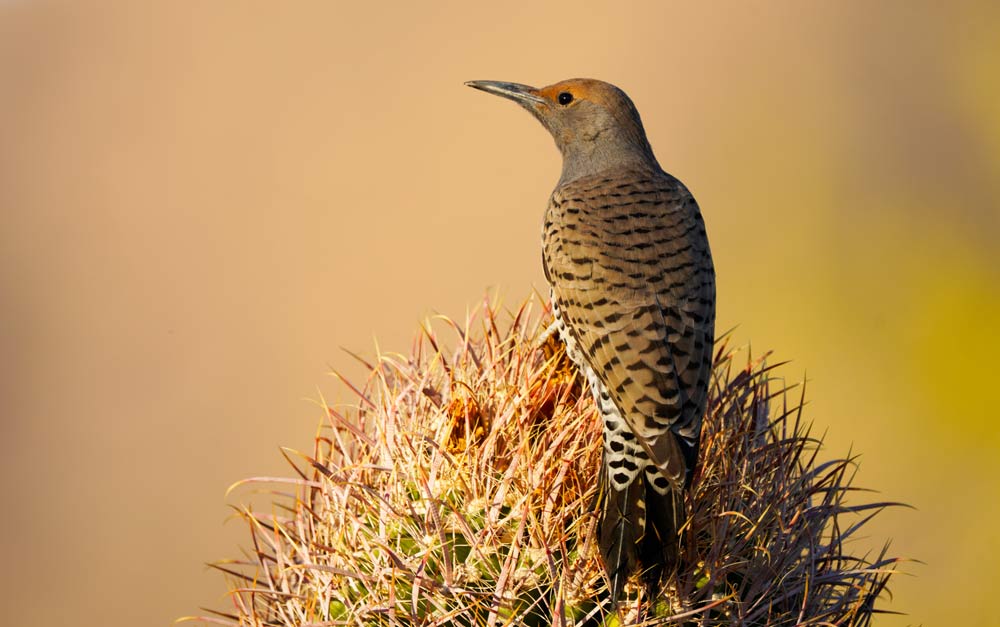 Woodpecker perched on a cactus