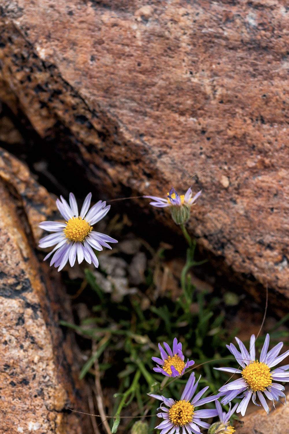 Alpine daisy