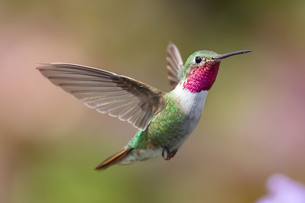 Broad tailed hummingbird